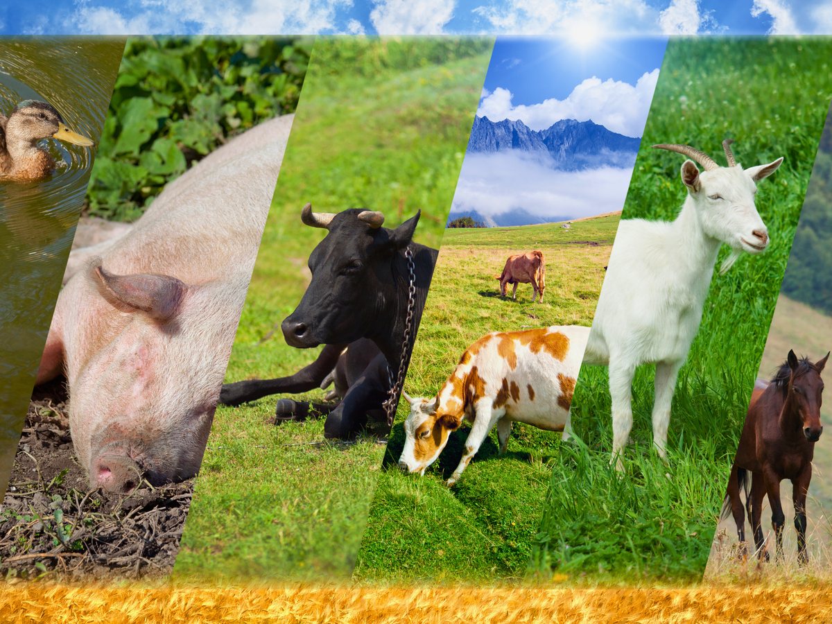Futterkohle für Tiere