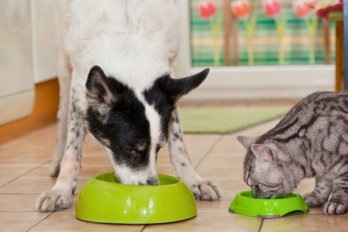 Hund und Kaninchen beim Fressen