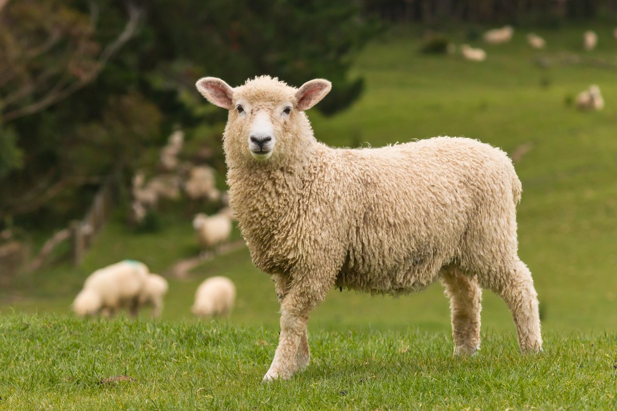 Lamm auf der Weide