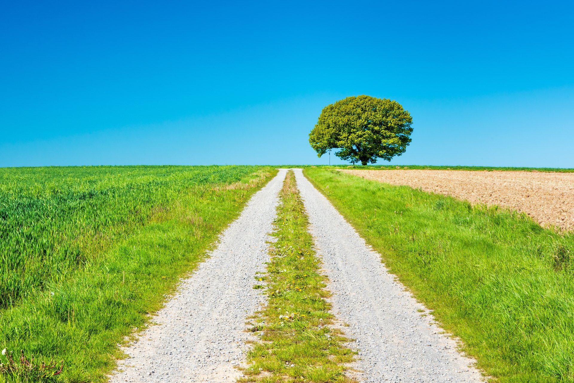 Weg durch Felder mit Baum